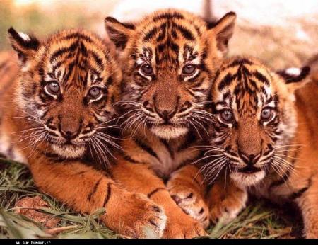 tigres