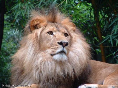 lion de l'atlas